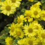 如何在大满贯H5中获得更多奖励 7yrg4ia