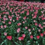 巅峰国际pg:游戏中的叙事艺术与玩家沉浸感 njryvf